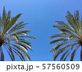 ヤシ ヤシ 57560509