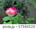 ピンクのバラ ピンクのバラ 57560520