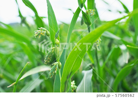 黄色いジュズダマの花 57560562