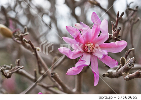 紫色のヒメコブシの花 57560665