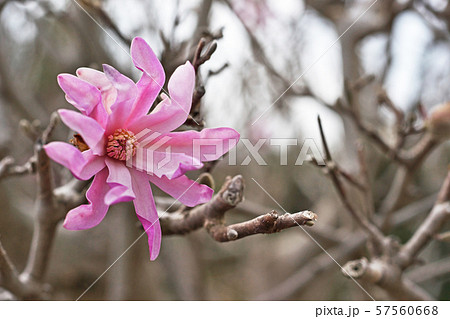 紫色のヒメコブシの花 57560668