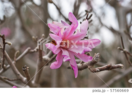 紫色のヒメコブシの花 57560669