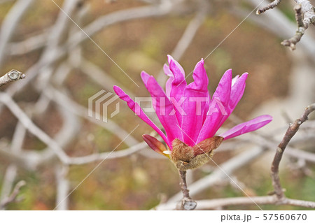 紫色のヒメコブシの花 紫色のヒメコブシの花 57560670