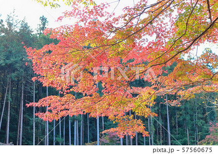 日本 秋の武蔵嵐山渓谷 日本 秋の武蔵嵐山渓谷 57560675