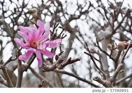 紫色のヒメコブシの花 57560691