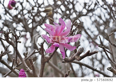 紫色のヒメコブシの花 57560692