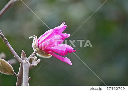 紫色のヒメコブシの花 57560709
