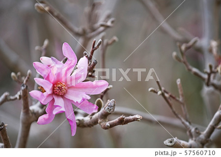 紫色のヒメコブシの花 紫色のヒメコブシの花 57560710