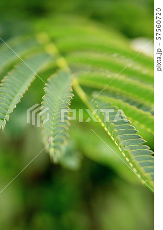 ネムノキの葉 57560720