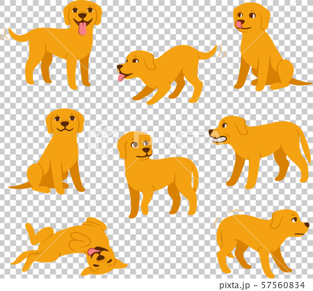 Cartoon dog poses set - Stock Illustration [57560834] - PIXTA