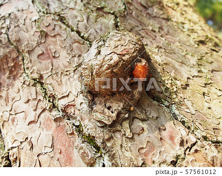 松の樹液 57561012