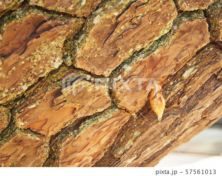 松の樹液 57561013