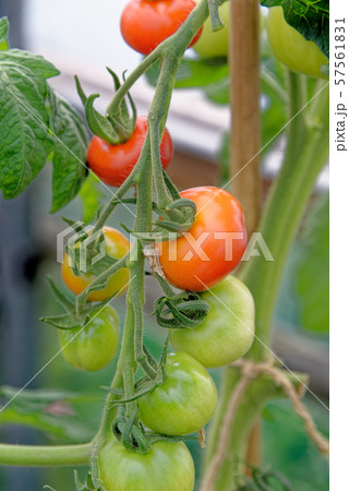 Garden tomato - toamtos on a vine 57561831