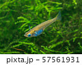 野生メダカ（ミナミメダカ） 57561931