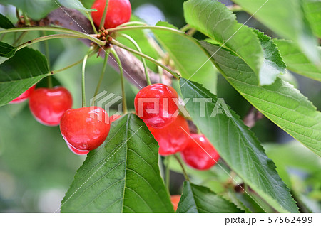 さくらんぼ 57562499