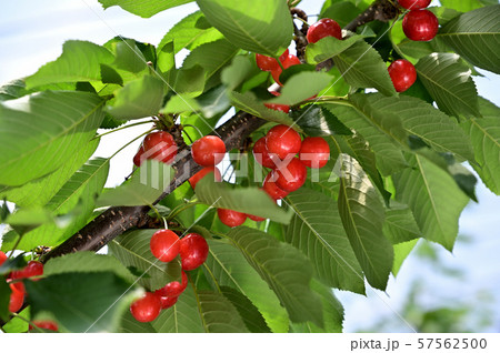 さくらんぼ狩り 57562500