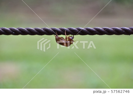 セミの抜け殻 57562746