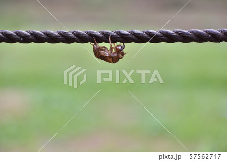 セミの抜け殻 57562747