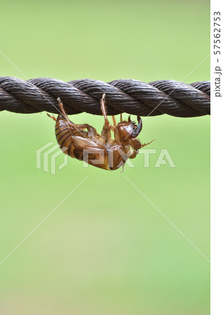 セミの抜け殻 セミの抜け殻 57562753