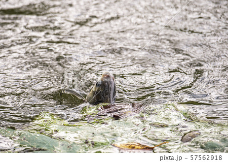 へら　ヘラ釣り 57562918