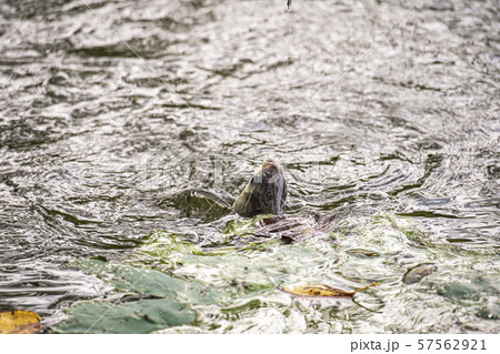 へら　ヘラ釣り 57562921