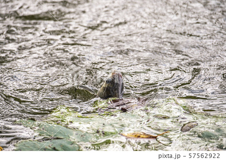 へら　ヘラ釣り 57562922