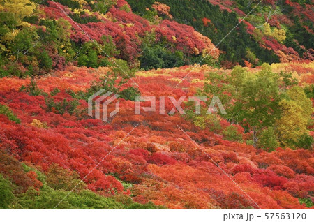 日本一早い紅葉 57563120