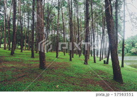 Pang Ung Reservoir, Travel Reservoir and Pine Forest 57563551