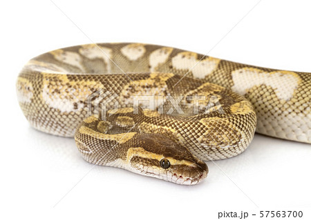 Ball python in studio 57563700