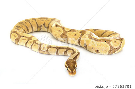 Ball python in studio 57563701