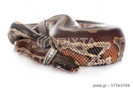 Python brongersmai in studio 57563709