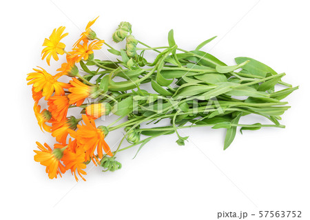 Bushes of orange Calendula flowers background . Isolated on white Bushes of orange Calendula flowers background . Isolated on white 57563752