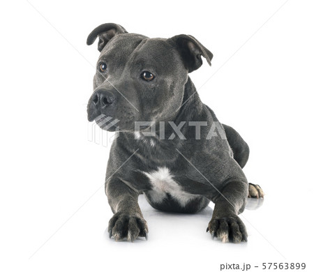 staffordshire bull terrier 57563899