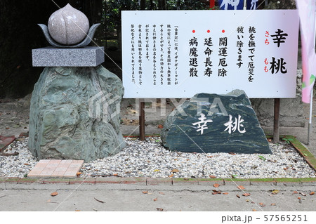 熊野神社（鹿児島県伊佐市大口山野）の幸桃（さちもも） 57565251