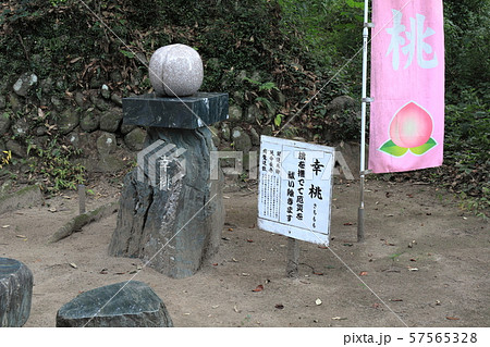 熊野神社（鹿児島県伊佐市大口山野）の幸桃（さちもも） 57565328