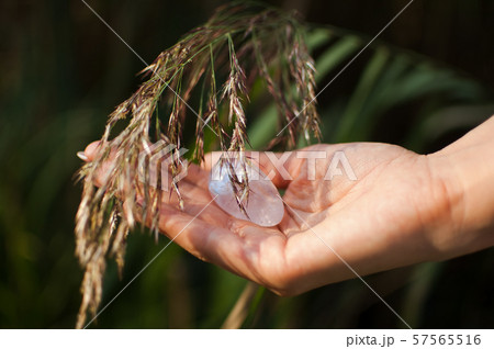 Female hand holding yoni egg made from transparent violet amethyst stone on spikelets background Female hand holding yoni egg made from transparent violet amethyst stone on spikelets background 57565516