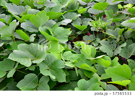 クズ（葛） 57565533