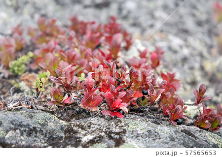 Arctous alpine grows on Mount Kivakka. Karelia. Arctous alpine grows on Mount Kivakka. Karelia. 57565653