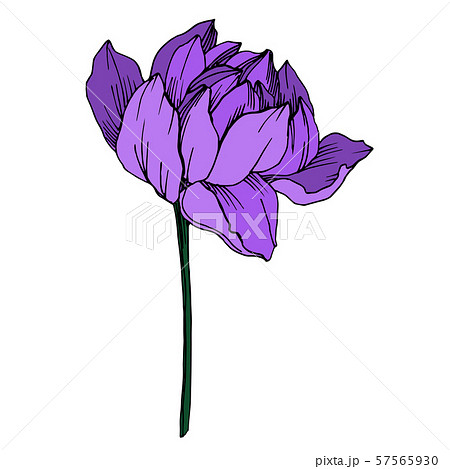 Vector Lotus floral botanical flower. Black and white engraved ink art. Isolated lotus illustration Vector Lotus floral botanical flower. Black and white engraved ink art. Isolated lotus illustration 57565930