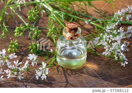 A bottle of coriander essential oil with cilantro A bottle of coriander essential oil with cilantro 57566112