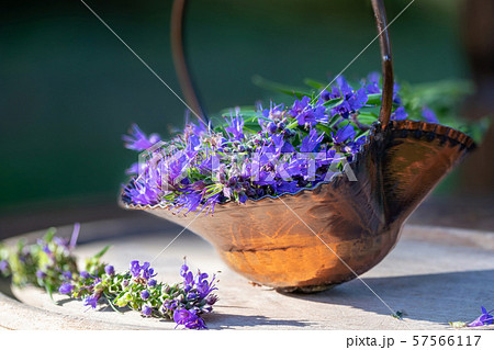 Fresh hyssop flowers in a basket, outdoors 57566117