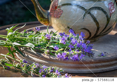 Fresh hyssop flowers on a table, outdoors 57566118