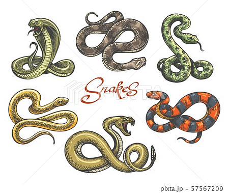 Snake Tattoo Setのイラスト素材