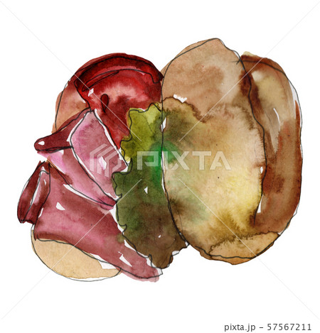 Sandwich in a watercolor style isolated. Watercolour fast food illustration element on white 57567211