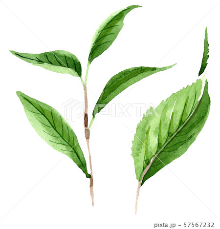 Green tea leaves. Watercolor background illustration set. Isolated leaf illustration element. 57567232