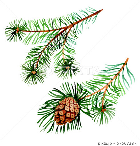 Branches of spruse and pine. Watercolor background illustration set. Isolated spruce illustration Branches of spruse and pine. Watercolor background illustration set. Isolated spruce illustration 57567237