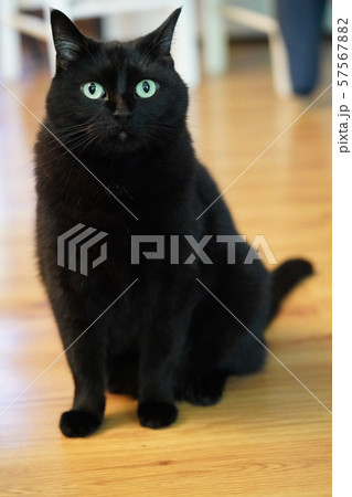 くろねこ 57567882