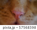 猫　鼻　アップ 57568398