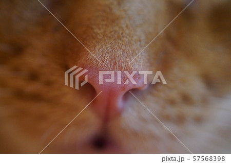 猫　鼻　アップ 57568398