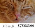 猫　顔　アップ 57568399